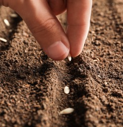 Farmer planting seeds into fertile soil, closeup. Gardening time